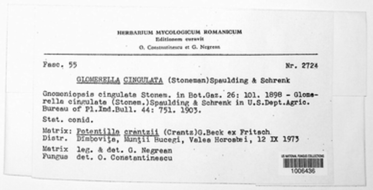 Colletotrichum gloeosporioides image